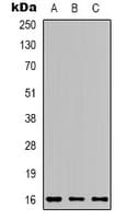 Polyclonal Rabbit anti-Human Apelin Antibody (C-Terminus, WB)