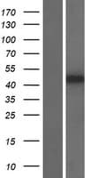 APOBEC3D Protein (Over-Expression Lysate Myc-DDK (Flag))