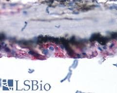 PathPlus™ GPR50 Antibody (C-Terminus)
