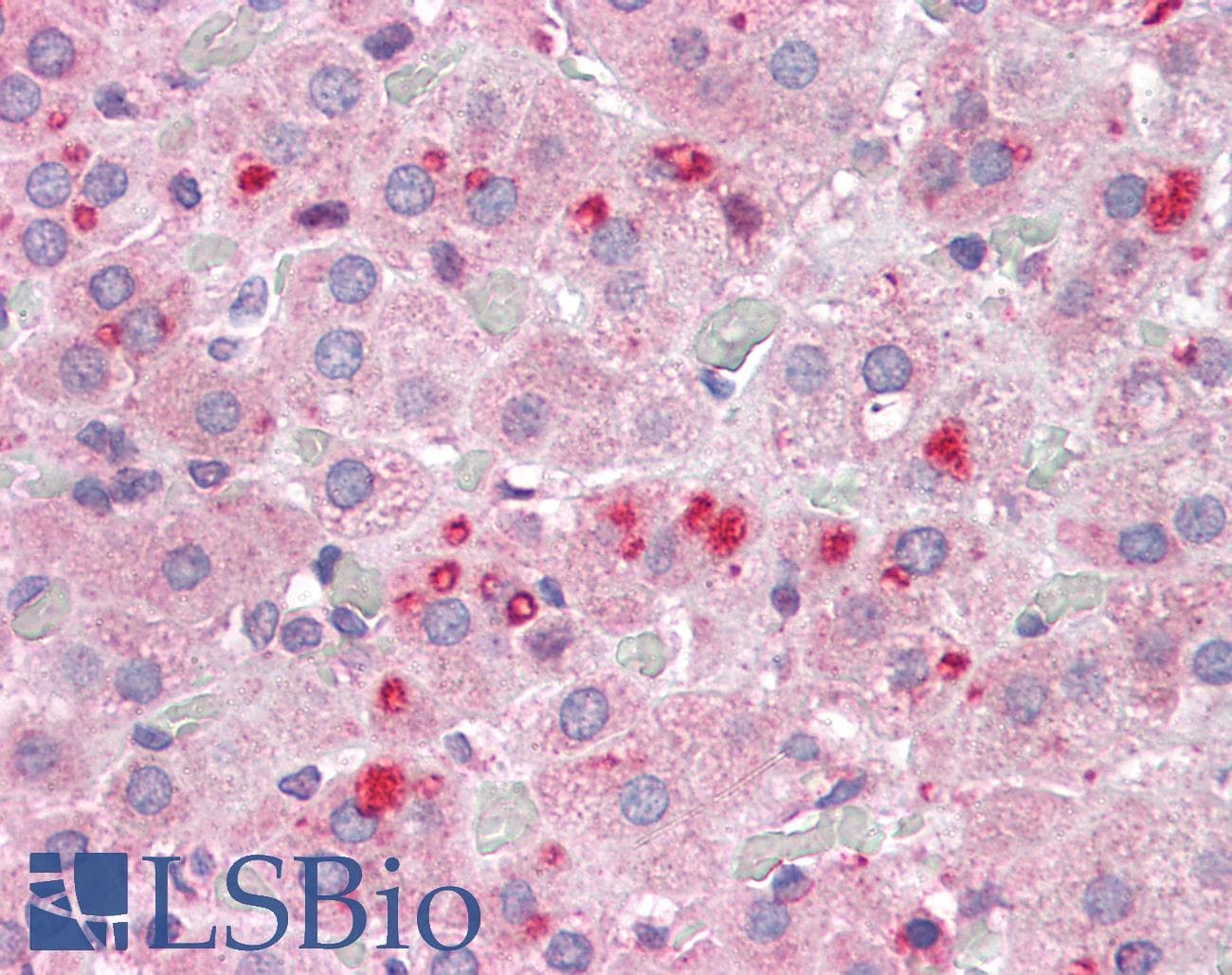 IHC-plus™ SET / TAF-I Antibody (aa2-15)