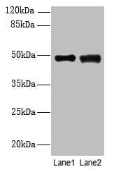 DBF4B / DRF1 Antibody