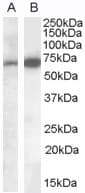 IHC-plus™ Polyclonal Goat anti-Human IGSF4C / CADM4 Antibody (aa370-384, IHC, WB)