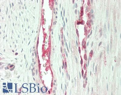 IHC-plus™ CEP120 Antibody