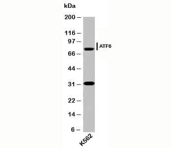 ATF6 Antibody (N-Terminus, clone AF6229)