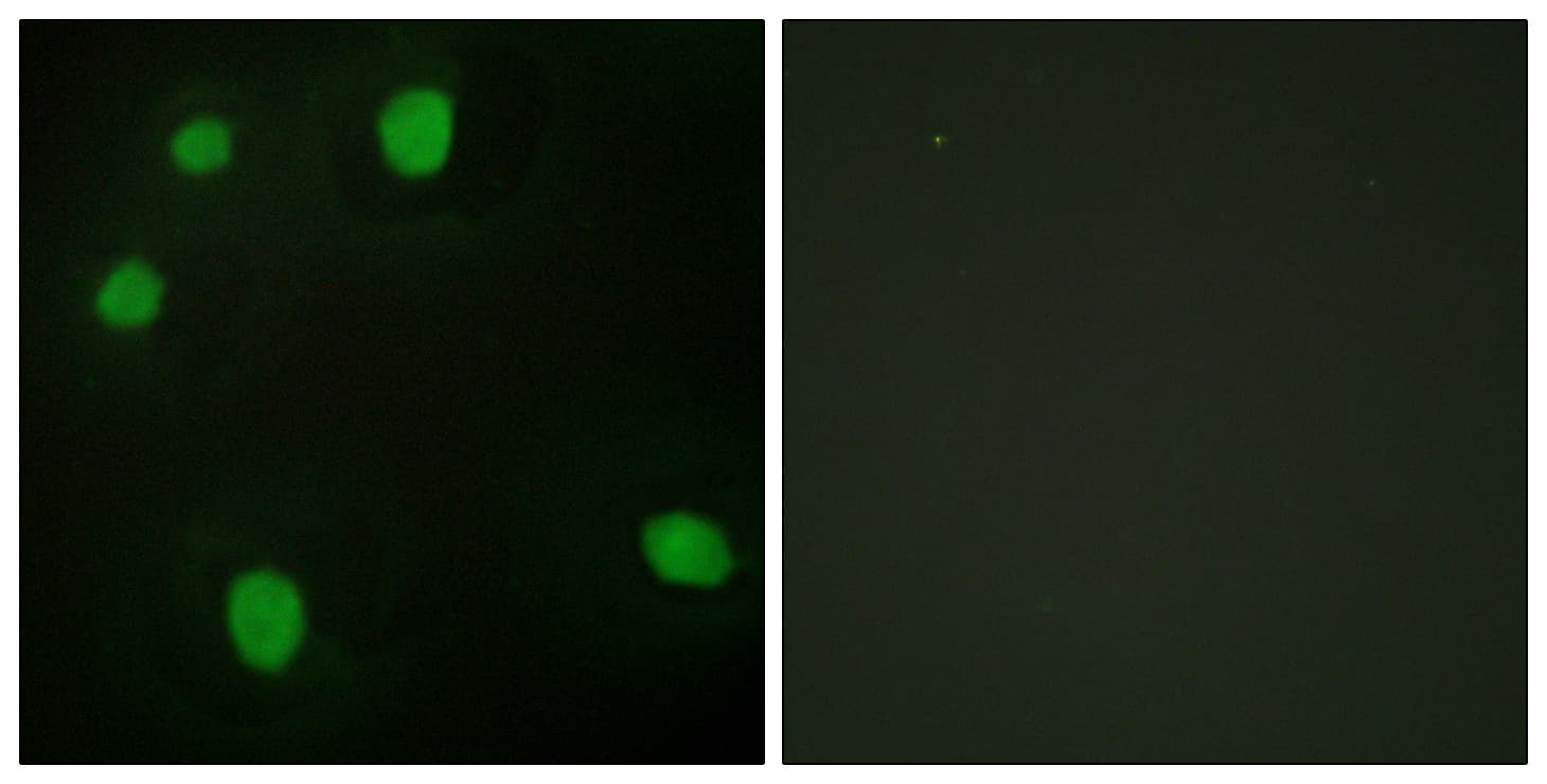 MORF4L1 / MRG15 Antibody (aa31-80)