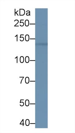 BRD1 Antibody (aa579-1058)