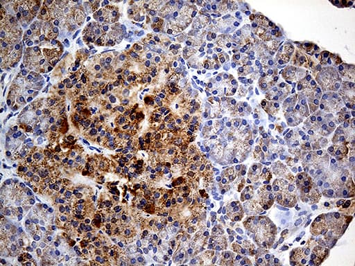 Monoclonal Mouse anti-Human COX17 Antibody (clone OTI2D7, aa2-63, IHC, WB)