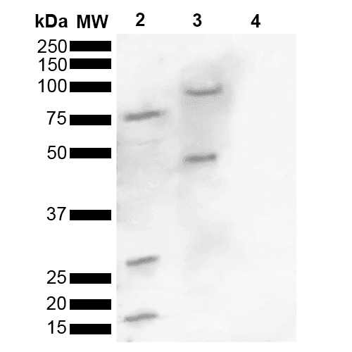 SNCA / Alpha-Synuclein Antibody (phospho-Ser129)