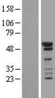 SMAD1 Protein (Over-Expression Lysate Myc-DDK (Flag))