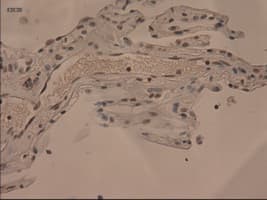IL3 Antibody (clone OTI3B11)