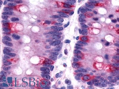 IHC-plus™ O3FAR1 / GPR120 Antibody (C-Terminus)