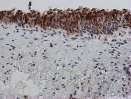 SAT2 Antibody (clone OTI2B3)