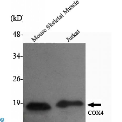 Monoclonal Mouse anti-Human COX4I2 Antibody (IF, WB)