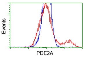 PDE2A Antibody (clone OTI3A4)