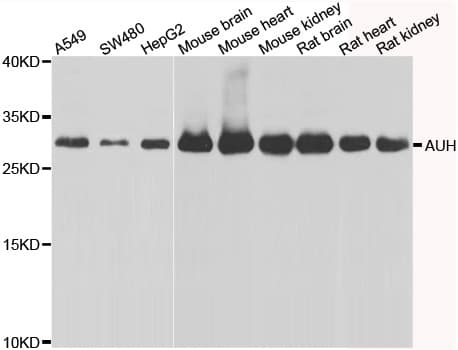 AUH Antibody