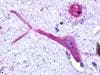 PathPlus™ RAIG2 / GPRC5B Antibody (C-Terminus)