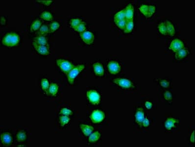 HAUS8 Antibody