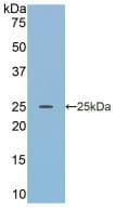 APOA4 Antibody (aa135-281)