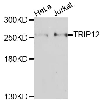 TRIP12 Antibody