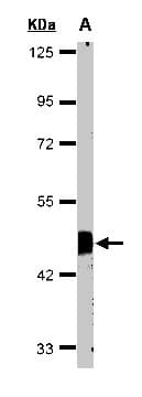 FLOT2 / Flotillin 2 Antibody (aa365-428)