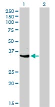 CDK3 Antibody (clone 3C12)