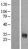 MPG Protein (Over-Expression Lysate Myc-DDK (Flag))