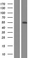 NEK2 Protein (Over-Expression Lysate Myc-DDK (Flag))