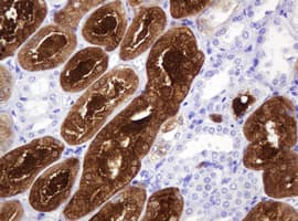 BBOX1 / BBOX Antibody (clone OTI3B6)