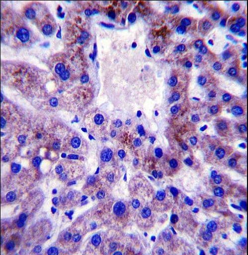 UBE2W Antibody (aa105-133)