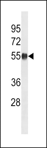 Polyclonal Rabbit anti-Mouse PPM1H Antibody (aa234-262, WB)