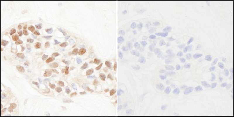 PCNA Antibody (phospho-Tyr211)