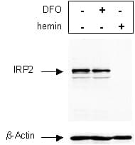 IREB2 / IRP2 Antibody (Internal, Biotin)