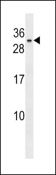 BHLHA9 Antibody (aa57-83)