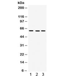 Polyclonal Rabbit anti-Human FMO3 Antibody (WB)