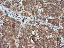 Monoclonal Mouse anti-Human KLK8 / Kallikrein 8 Antibody (clone OTI1D2, IHC, IF, WB)
