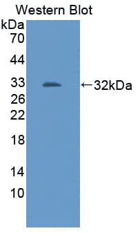 TRAF2 Antibody (aa238-491)