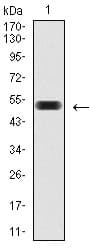 PDX1 Antibody (clone 2G12)
