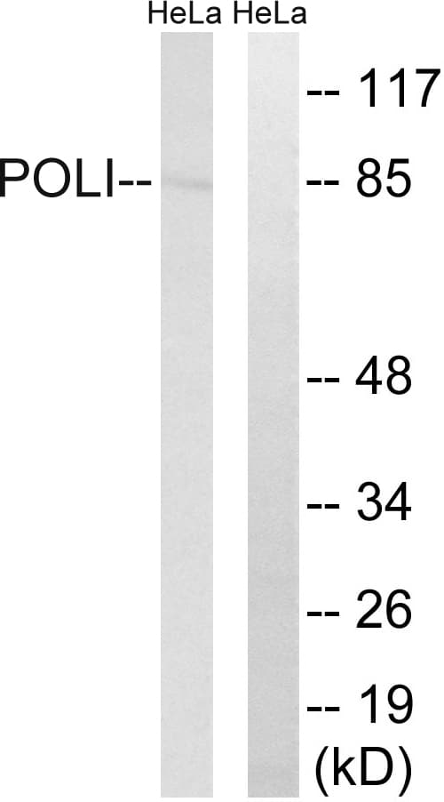 POLI Antibody (aa641-690)