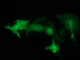 SNX8 Antibody (clone OTI4C10, Carrier-free)