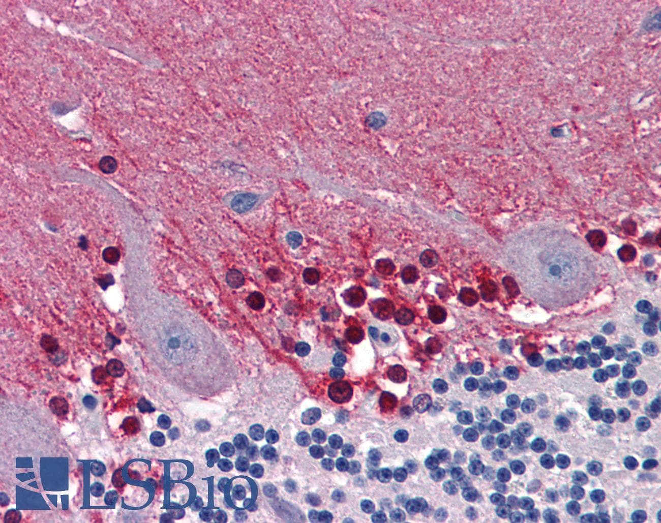 IHC-plus™ CBS Antibody (clone 3E1)