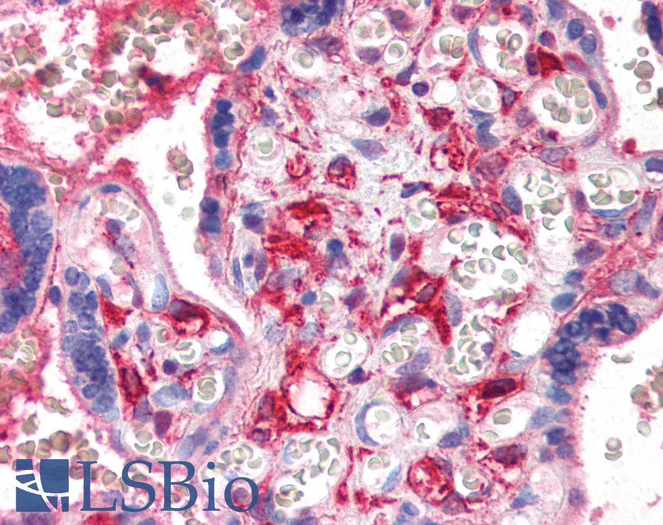 IHC-plus™ CXCL4 / PF4 Antibody