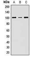 SOX30 Antibody