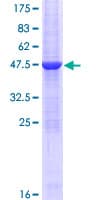 Human STARD4 Protein (Recombinant GST)