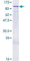 Human ORC3L / ORC3 Protein (Recombinant GST)