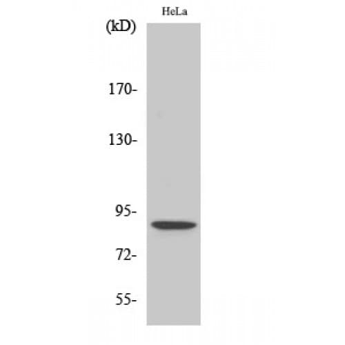 Polyclonal Rabbit anti-Human STAT5 A+B Antibody (phospho-Ser726/731, IHC, WB)