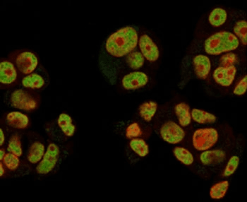 NRG1 / Heregulin / Neuregulin Antibody (clone NRG1/2752, Azide-free, BSA-free)