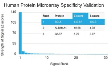 BCL6 Antibody (clone BCL6/1982)