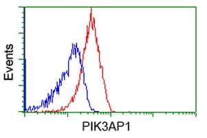 BCAP / PIK3AP1 Antibody (clone OTI6H6)