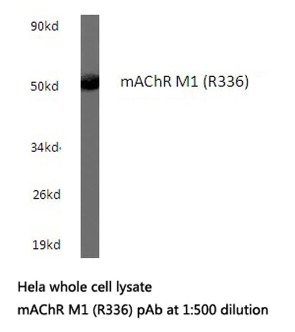 CHRM1 / M1 Antibody (Arg336)