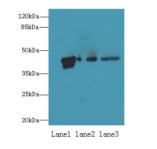 PSG3 Antibody